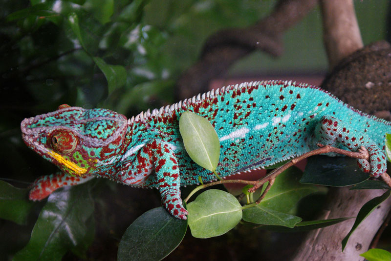 colorful chameleon 10 Things You Didnt Know About Chameleons