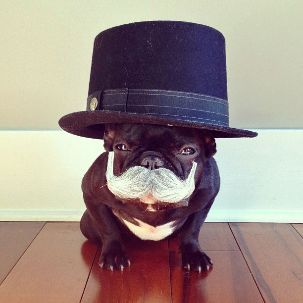 french bulldog dress up in costume instagram trotter 1 The Most Adorable French Bulldog on Instagram