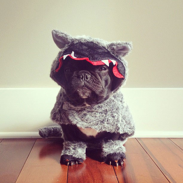 french bulldog dress up in costume instagram trotter 10 The Most Adorable French Bulldog on Instagram
