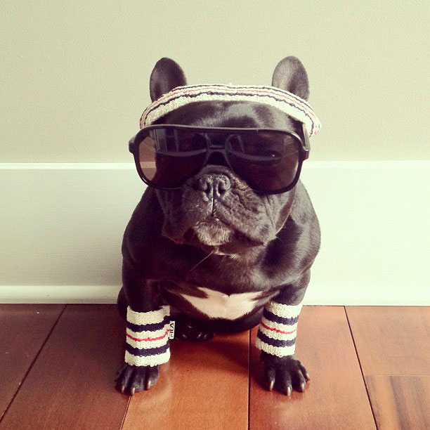 french bulldog dress up in costume instagram trotter 2 The Most Adorable French Bulldog on Instagram