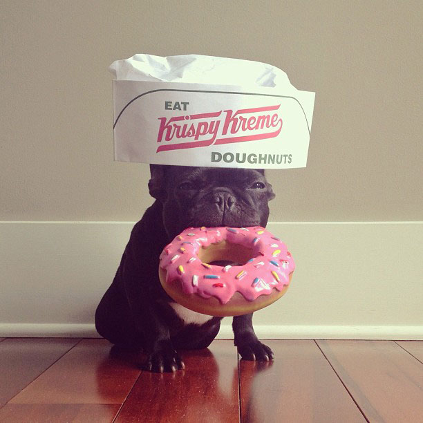 french bulldog dress up in costume instagram trotter 3 The Most Adorable French Bulldog on Instagram