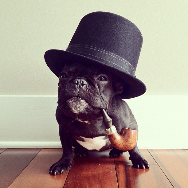 french bulldog dress up in costume instagram trotter 5 The iPhone Photography of Brock Davis