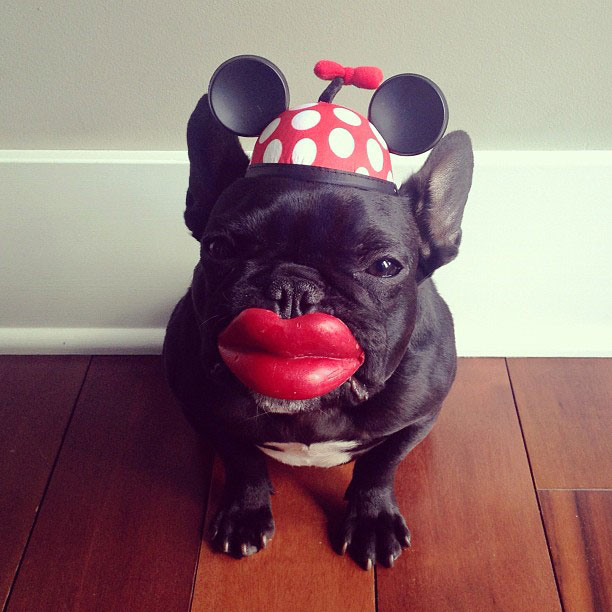 french bulldog dress up in costume instagram trotter 6 The Most Adorable French Bulldog on Instagram