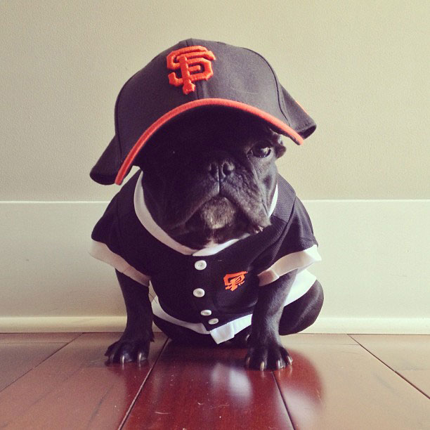 french bulldog dress up in costume instagram trotter 7 The Most Adorable French Bulldog on Instagram