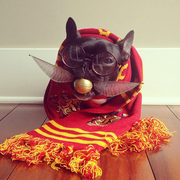 french bulldog dress up in costume instagram trotter 8 The Most Adorable French Bulldog on Instagram