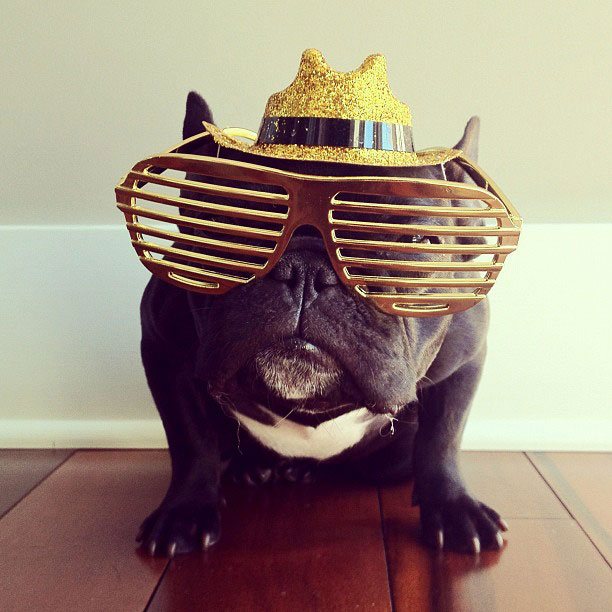 french bulldog dress up in costume instagram trotter 9 The Most Adorable French Bulldog on Instagram