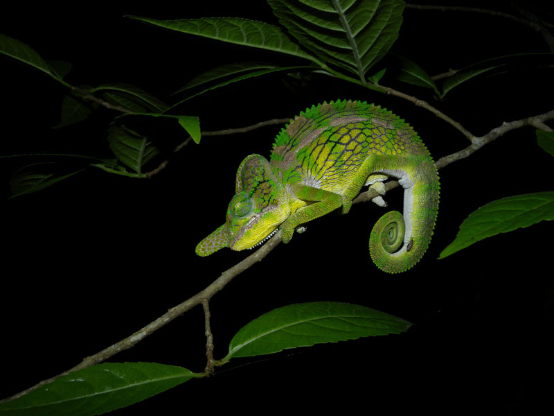 horned chameleon furcifer labordi 10 Things You Didnt Know About Chameleons