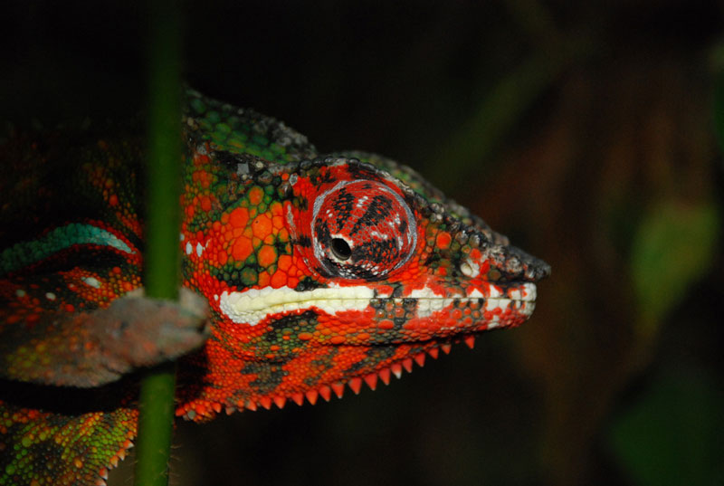 panther chameleon 10 Things You Didnt Know About Chameleons