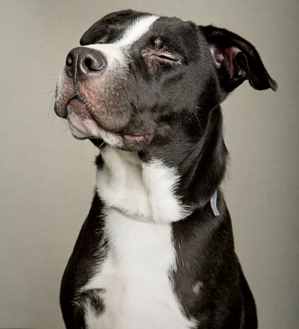 portraits of dogs least likely to be adopted lanola stone 6 The Least Likely to be Adopted