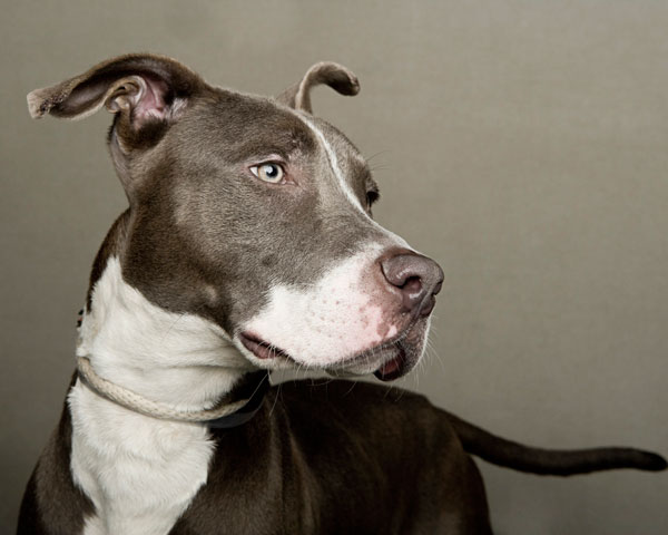 portraits of dogs least likely to be adopted lanola stone 9 The Least Likely to be Adopted