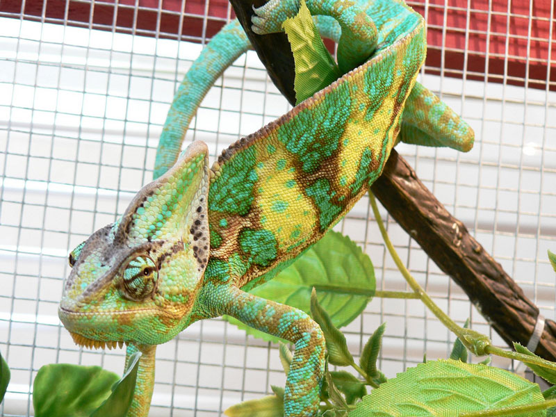 veiled chameleon up close 10 Things You Didnt Know About Chameleons