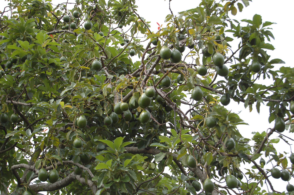 avocado tree close up