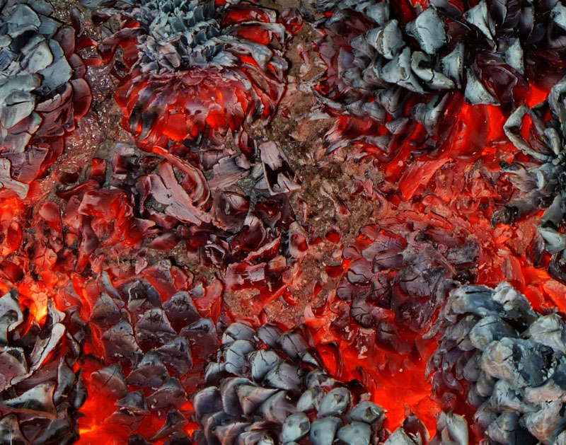 close up of pine cones burning in a fire Picture of the Day: Pine Cones Burning in a Fire