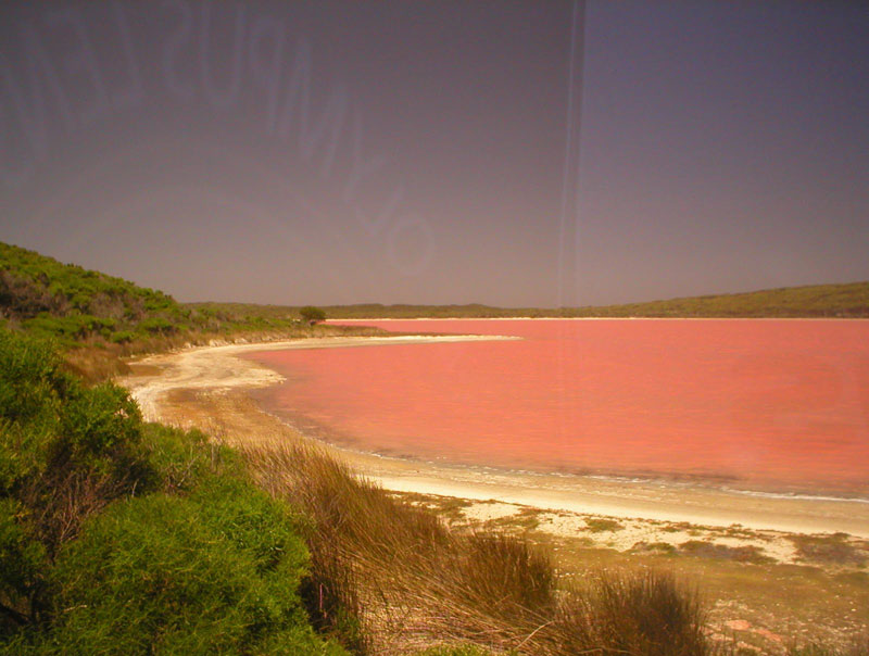 lake hillier pink lake in australia (2)