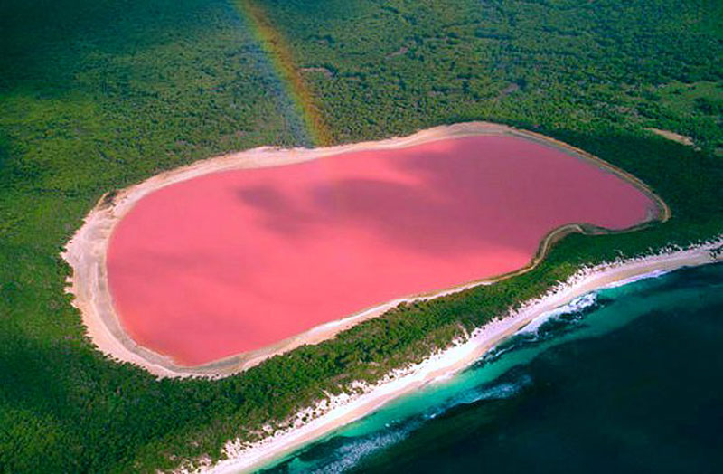 lake hillier pink lake in australia (4)