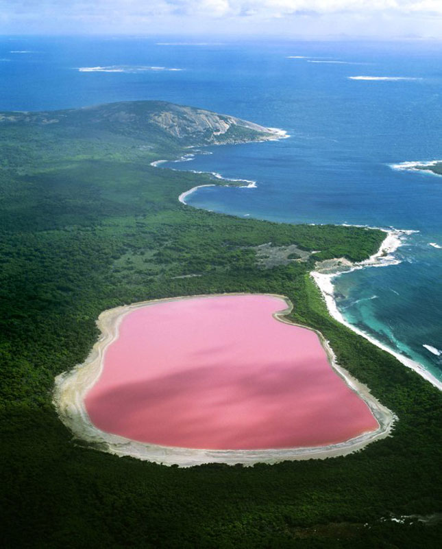 lake hillier pink lake in australia (5)