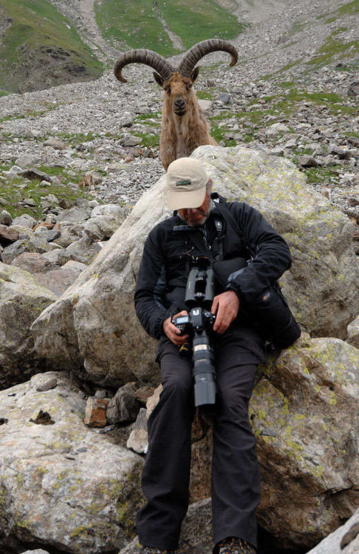 mountain-goat-ram-photobomb-caucasian tur