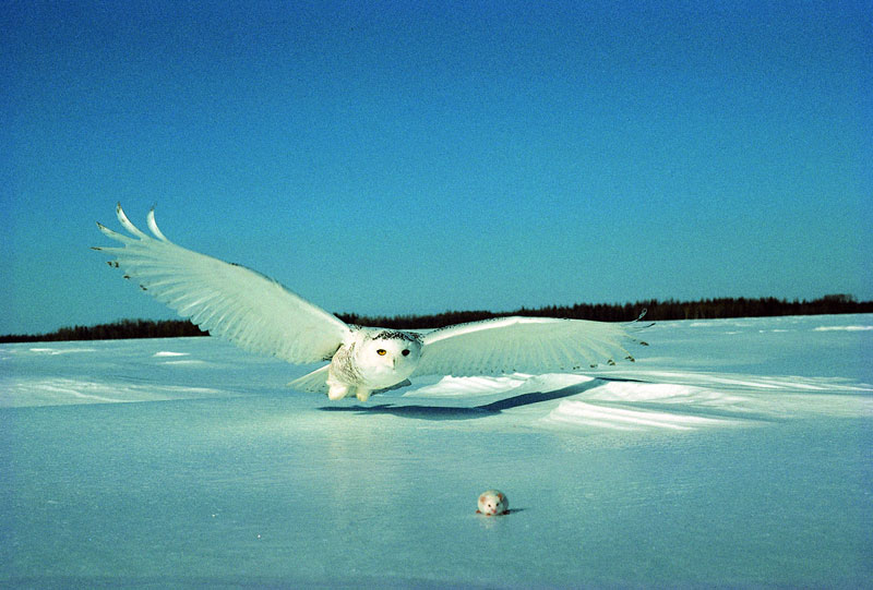 white snowy owl about to catch a mouse (1)