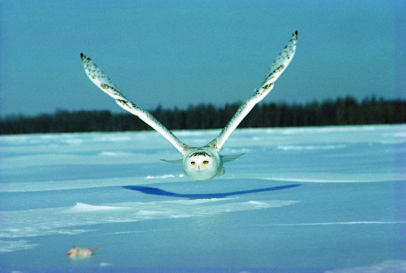 white snowy owl about to catch a mouse (2)