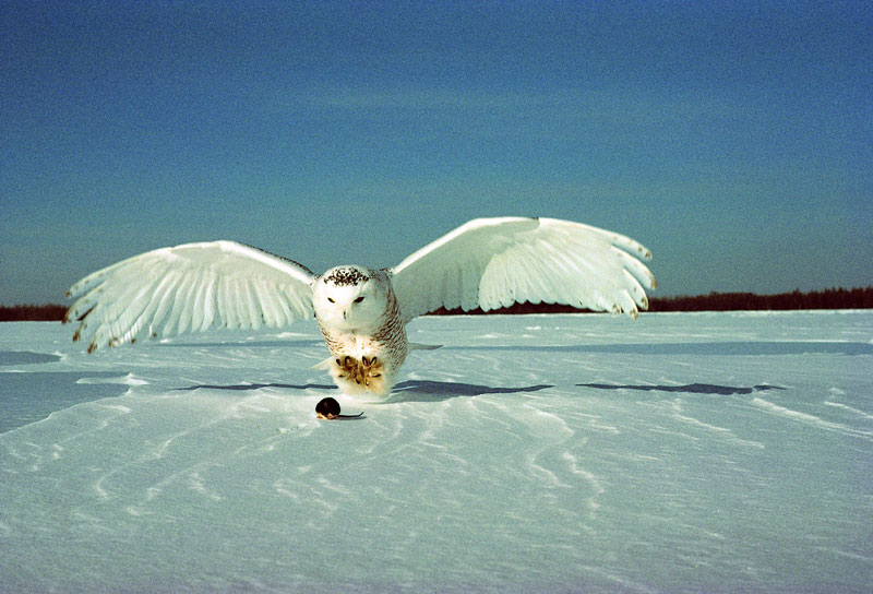 white snowy owl about to catch a mouse (3)