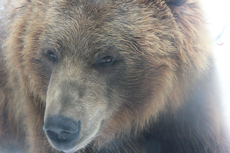 close up of brown grizzly bear at columbus zoo Picture of the Day: Bear With Me