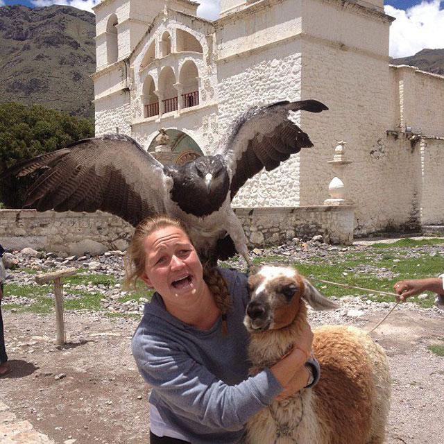 falcon photobombs woman with llama The Shirk Report   Volume 199