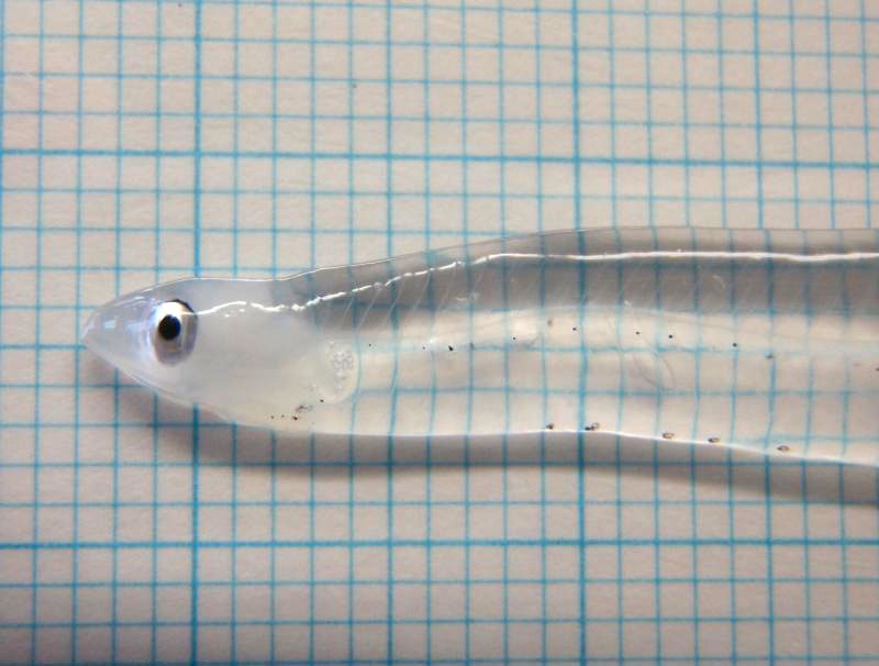 leptocephalus transparent larva eel fish Picture of the Day: Transparent Eel Larva 