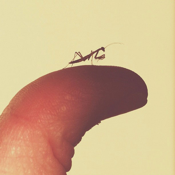 baby praying mantis brock davis instagram The iPhone Photography of Brock Davis