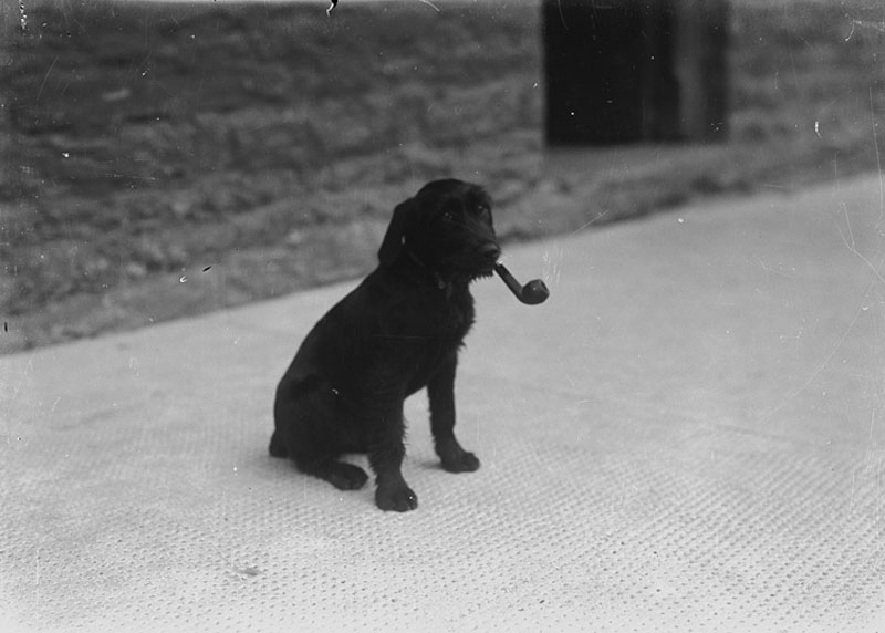 Dog-with-a-pipe-in-its-mouth