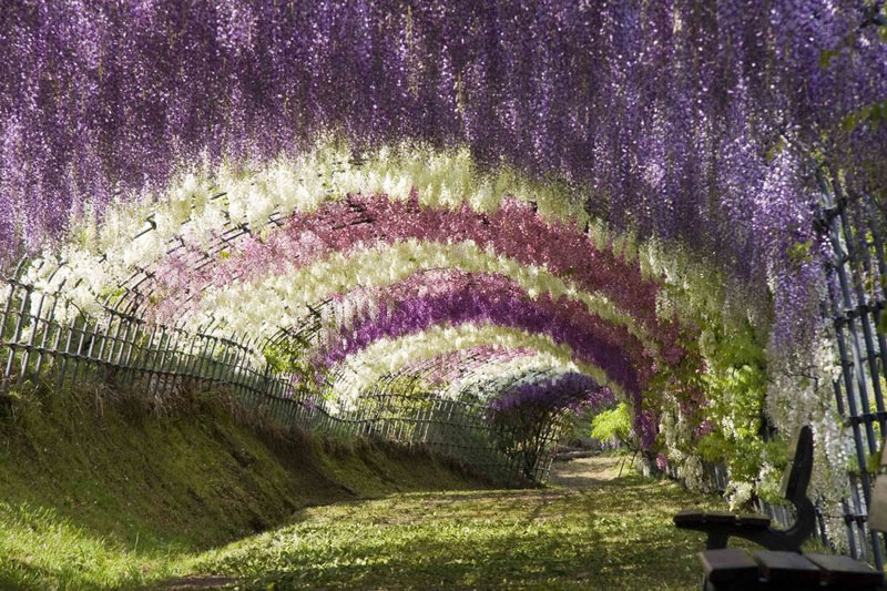 flower tunnel japan