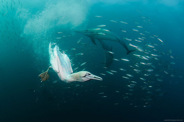 gannet bird dive hunting sardine bait ball south africa coast alexander safonov (4)