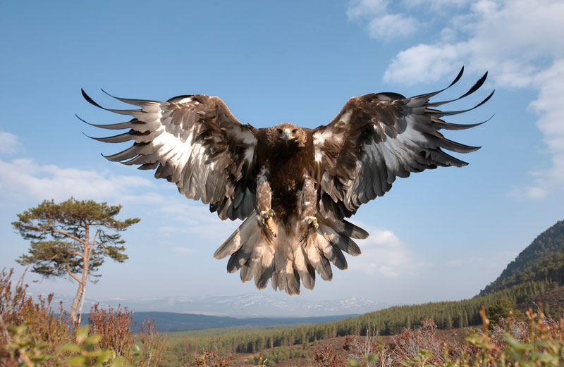 golden eagle wings spread landing pater cairns northshots Picture of the Day: The Golden Eagle