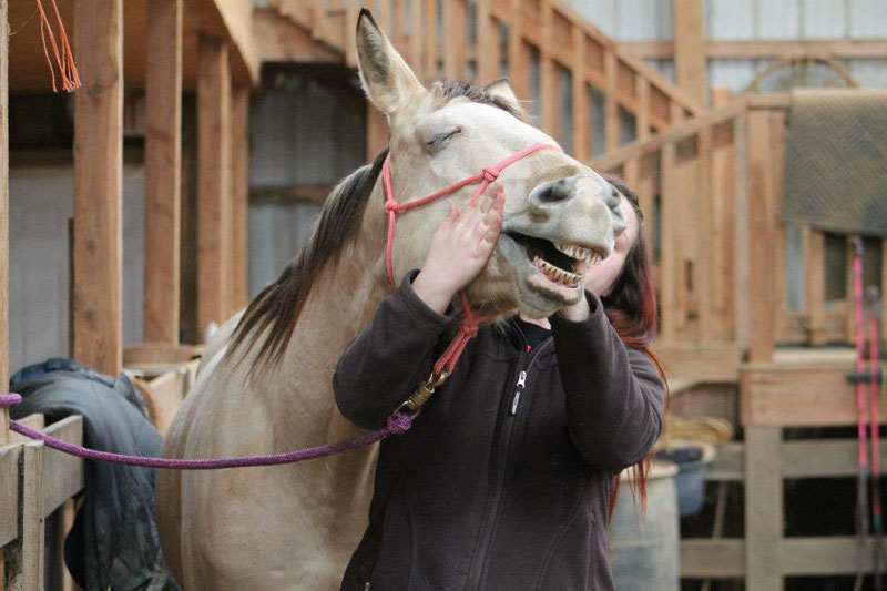 horse loves face rubs The Shirk Report   Volume 202
