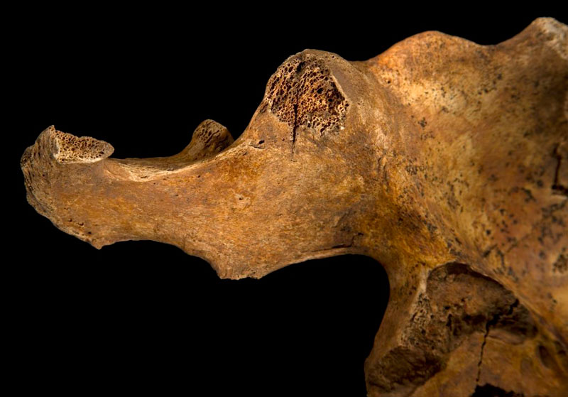 ing richard III skeleton bones body found university of leicester (2)