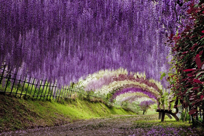 kawachi fuji garden kitakyushu japan wisteria 5 Theres a Canopy Walkway in Cape Town that Lets You Walk Above the Trees