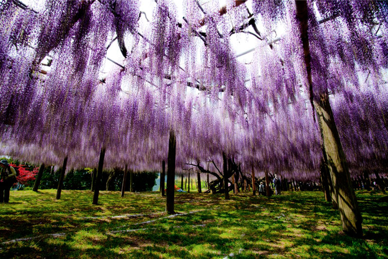kawachi fuji garden wisteria tunnel kitakyushu japan (2)
