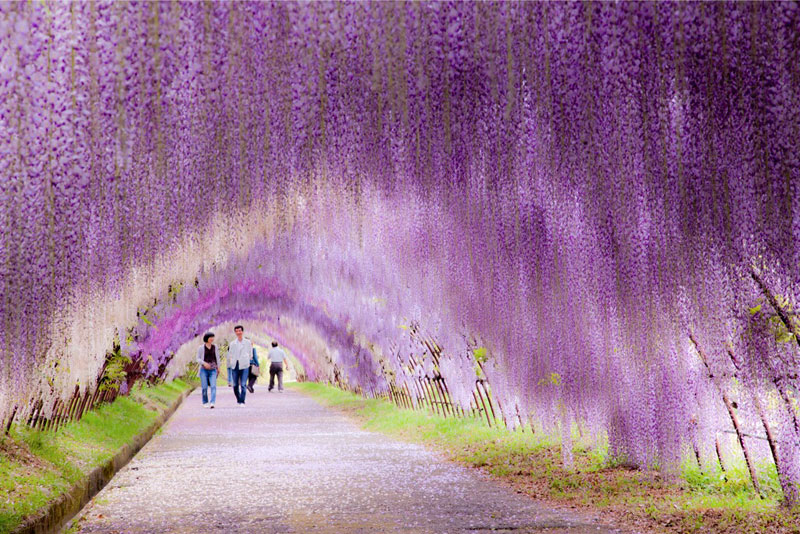 kawachi fuji garden wisteria tunnel kitakyushu japan (4)