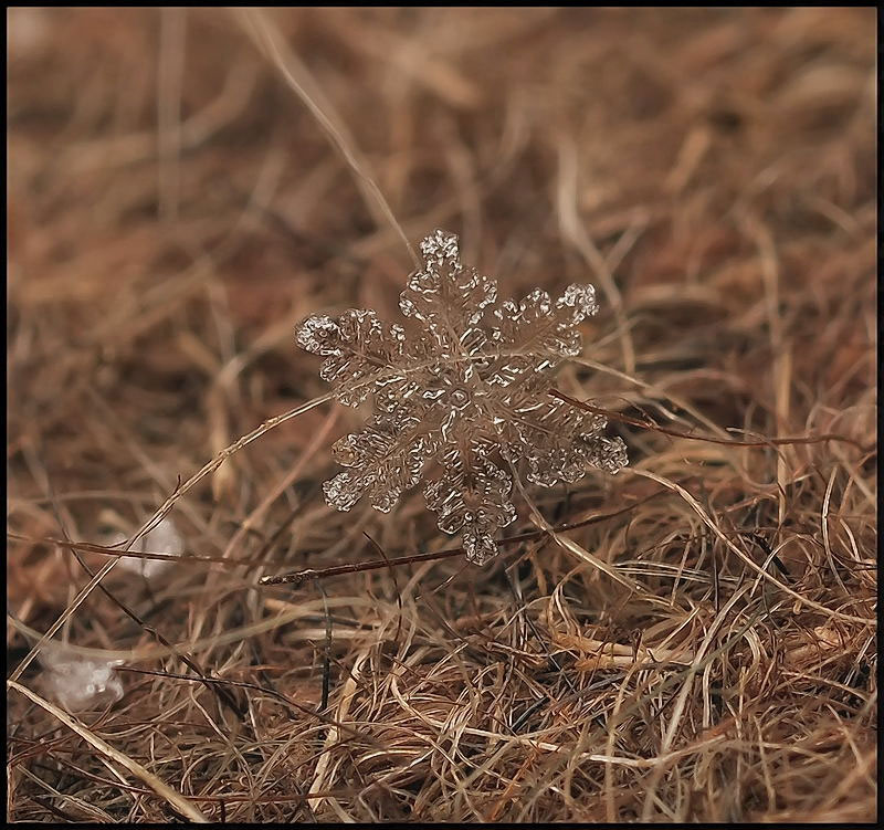macro photograph of a snowflake by andrew osokin (10)