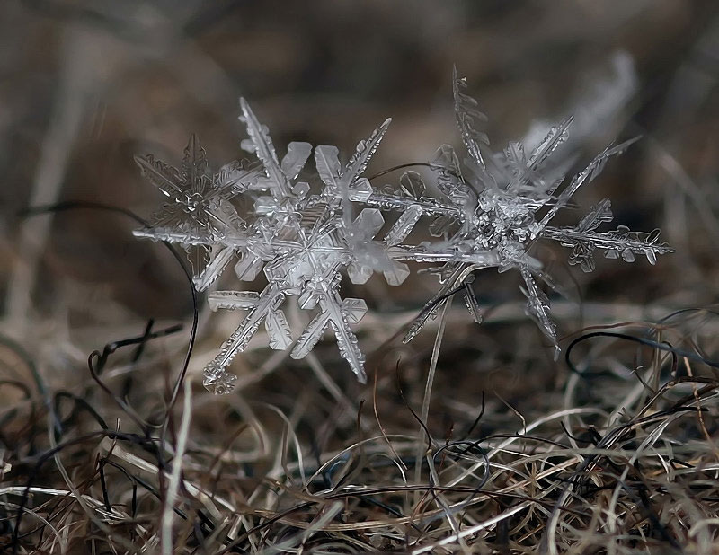macro photograph of a snowflake by andrew osokin (2)