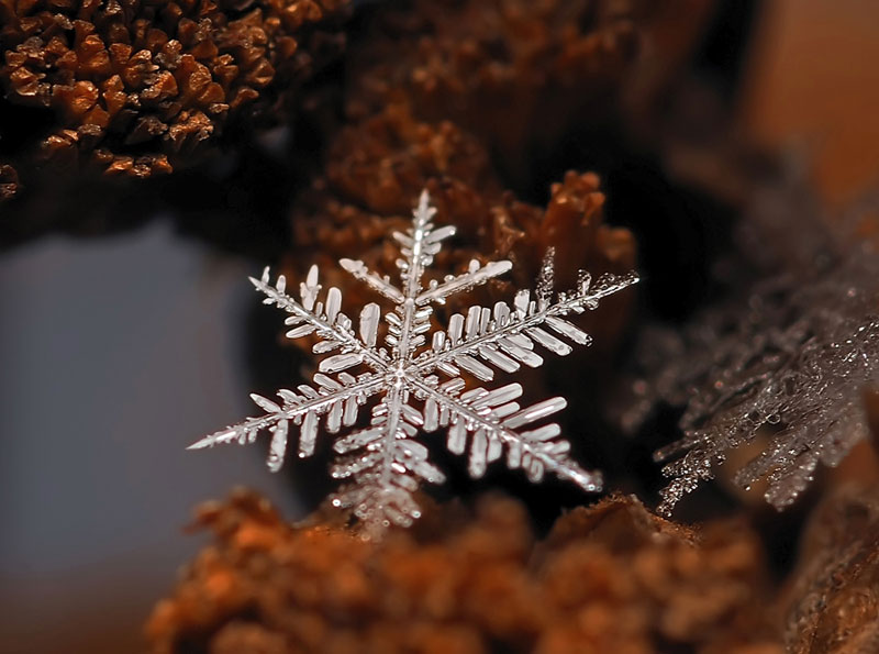 macro photograph of a snowflake by andrew osokin (3)