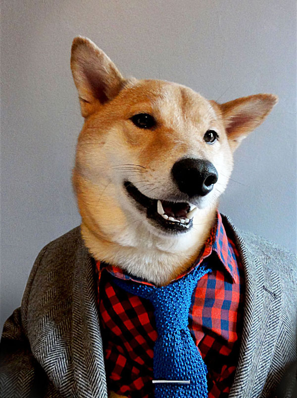 menswear dog dressed in clothes fashion look book (2)