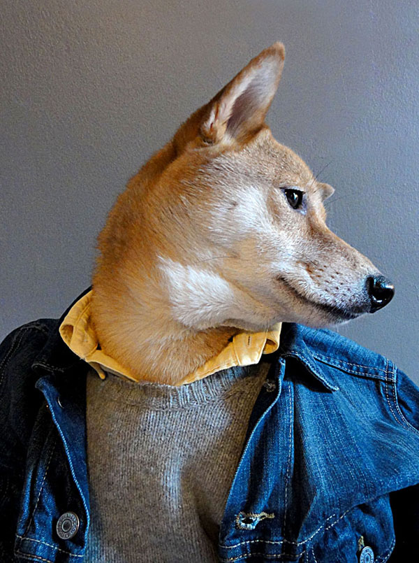menswear dog dressed in clothes fashion look book (3)