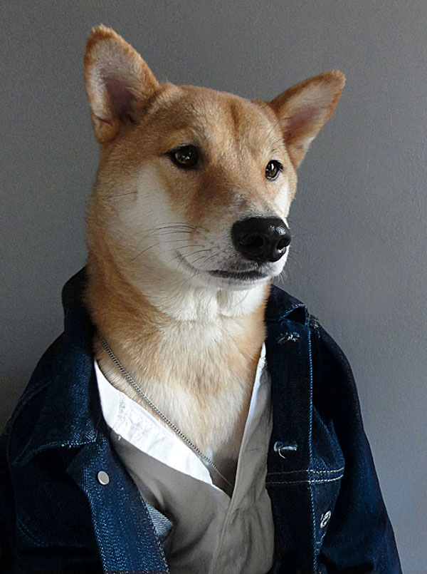 menswear dog dressed in clothes fashion look book (5)