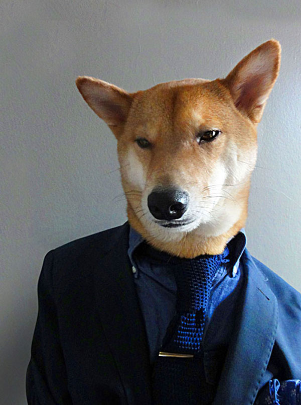 menswear dog dressed in clothes fashion look book (6)