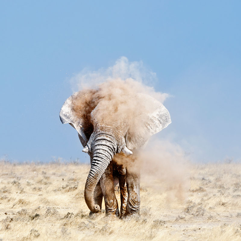 Peter-Delaney,-South-Africa,-Shortlist,-Nature-Wildlife,-Open-Competition-2013