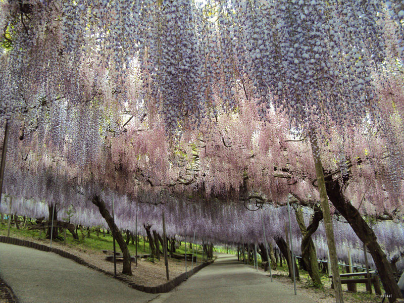 wisteria tunnel japan (2)
