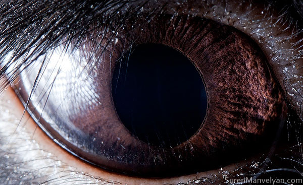 black rabbit close up of eye macro suren manvelyan 10 Detailed Close Ups of Animal Eyes