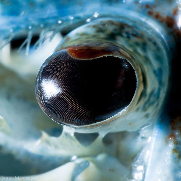 blue crayfish 10 Detailed Close Ups of Animal Eyes