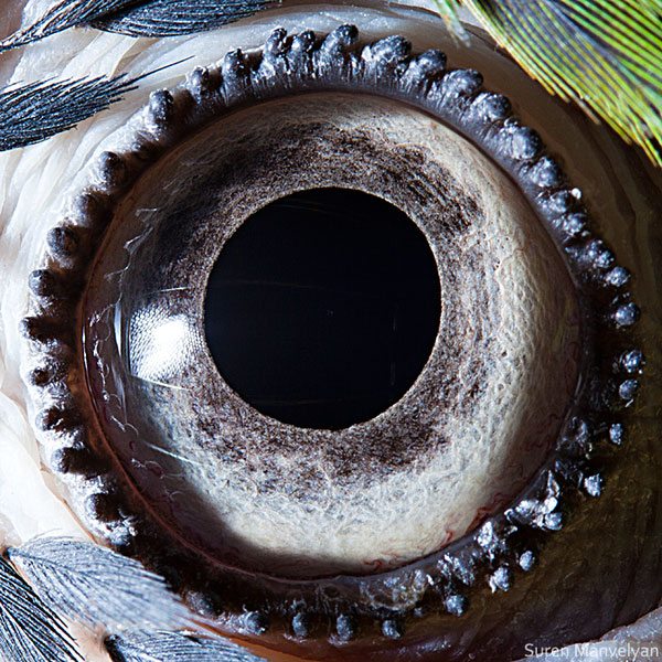 blue yellow macaw parrot close up of eye macro suren manvelyan 10 Detailed Close Ups of Animal Eyes