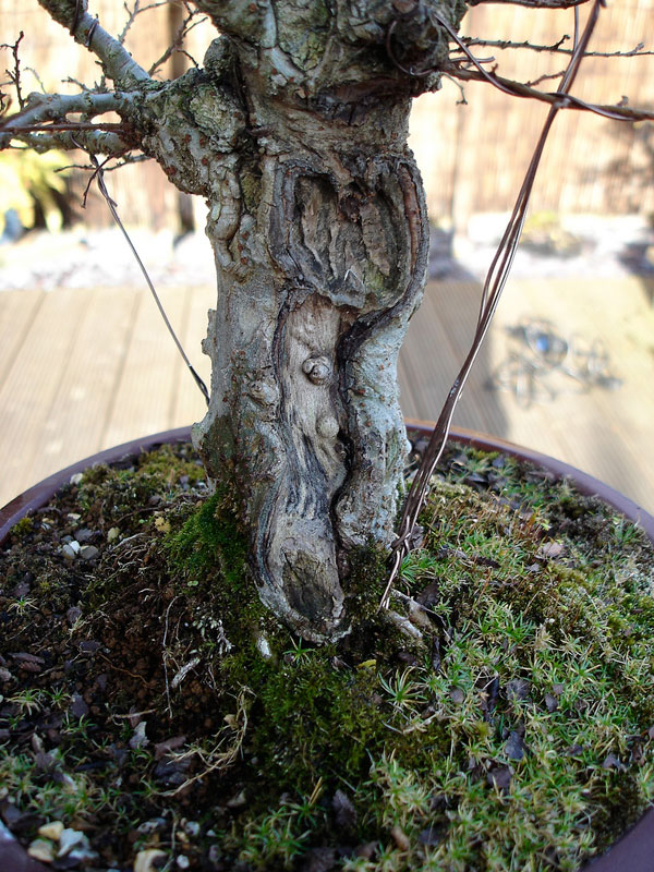 bonsai baggins hobbit home by chris guise (15)